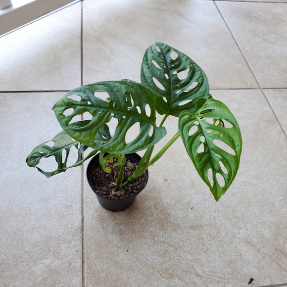 SOLD Monstera Adansonii (DD) | 3" pot - Picture 6 of 9